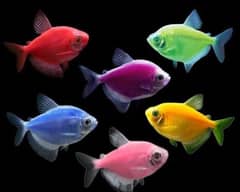 We are selling Fishes Of all type.