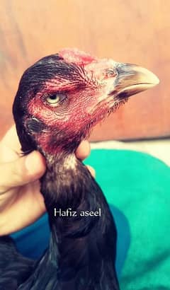 Quality Aseel bird's