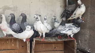 Sialkoti jhonsiry kamagar pigeons for sale.
