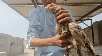 Pure Aseel Hen  with eggs urgent for sale