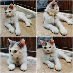 Triple coat Persian cat