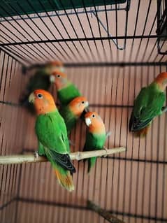 lover Birds parrot