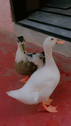ducks