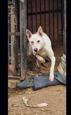 PREGNENT FEMALE 4 AUGEST TAK BACHA DADA GI BREED RECORD AVALIBLE