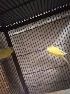 budgie pairs