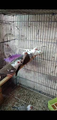 pied dove pathy and breeder pair