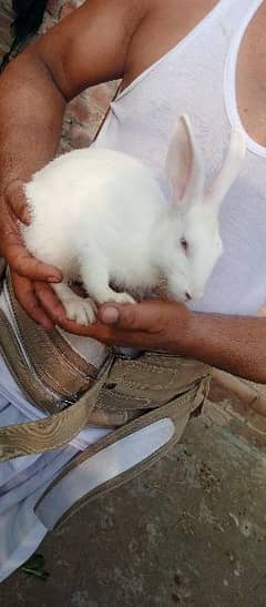 rabbits for sale 2000