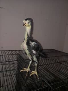 Thai chicks  Available