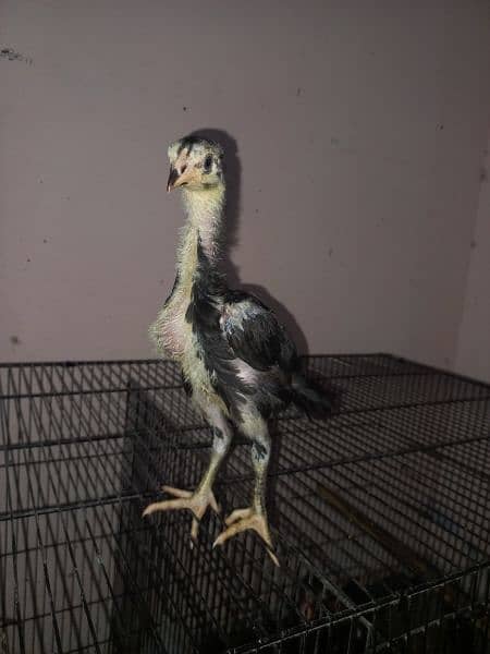 Thai chicks  Available 0