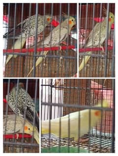 4 Cockatiel (5000 for all)