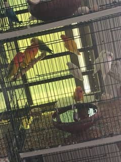 birds and cages for  sale