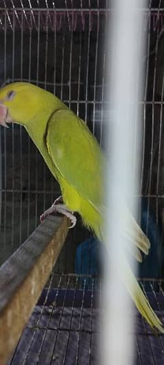 green palette clear head clear tail parrot for sale