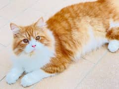 2 male cat Persian for sale in family