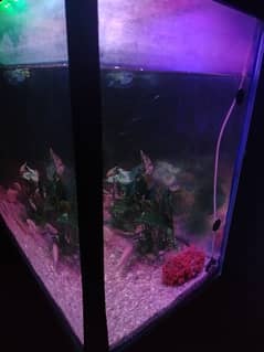 aquarium for sale 4*1.5**2 length*width*height