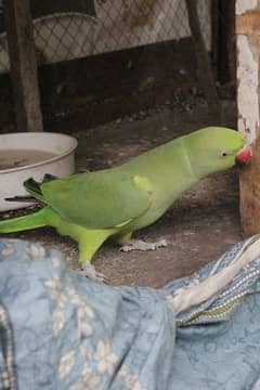 talking bird for sale