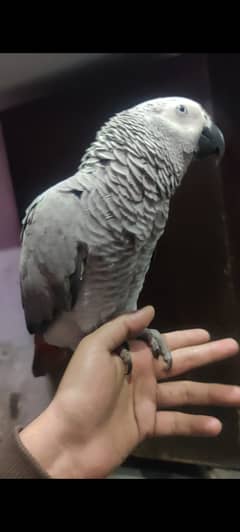 African gray parrot