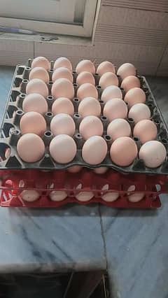 Fertile Eggs & Non Fertile Eggs All Time Available