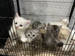 Persian Male and Female Kittens