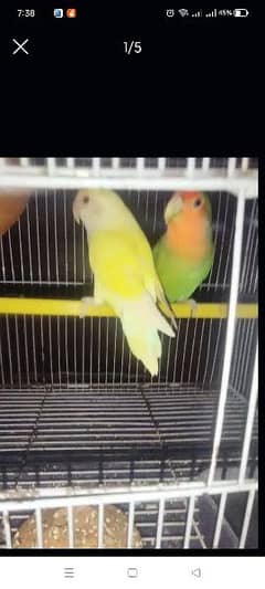 Love bird pair