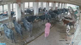 Dairy Farm animals For Sale All pragrance