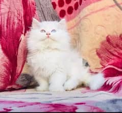 Persian cat with odd eyes