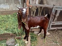 Bakra or bakri  jori