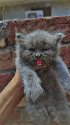 Persian Kitten | Baby Cat | Baby Kitten | Baby Male kitten | Male cat