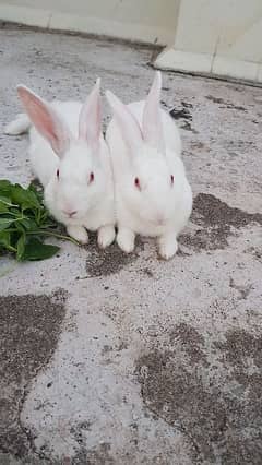 8 rabbits for sale male and for other animals contact us