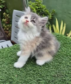 calico Persian kitten