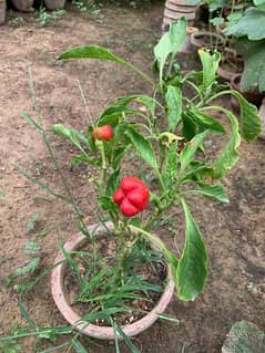 red & yellow capsicum