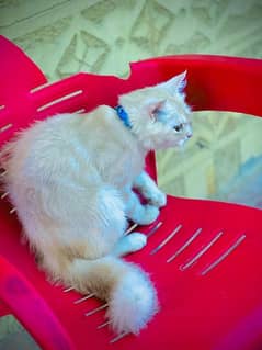 Persian cat for sale Liter Tren