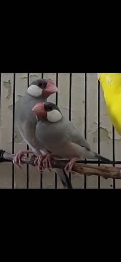 java finch males & gouldian finch pair