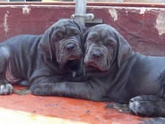 Neapolitan mastiff imported puppies available for sale