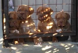 French mastiff puppies available in Pakistan for sale