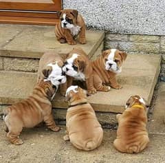 English bulldog puppy available in Pakistan for sale