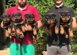 Rottweiler pedigree puppies are available here