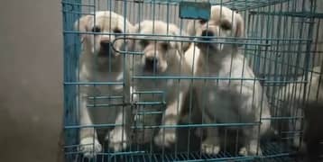 Labrador puppies pedigree available here