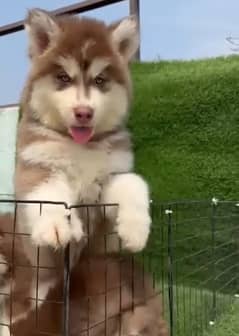 Siberian husky puppy pedigree available for sale