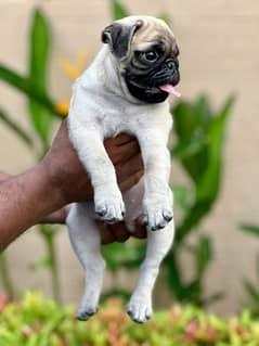 Pug pedigree puppies available for sale imported parents