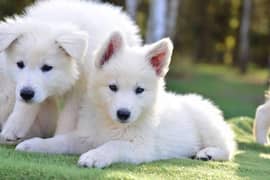 White shepherd pedigree imported puppies available for sale