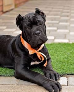 Cane corso imported pedigree microchipped puppy available for sale