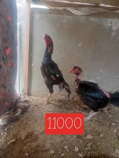 Aseel males, females and chicks for sale
