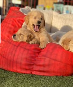 Golden retriever pedigree puppies available here