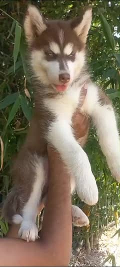 Siberian husky male for sale