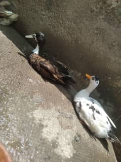 Ducks for Sale Egg laying 1700