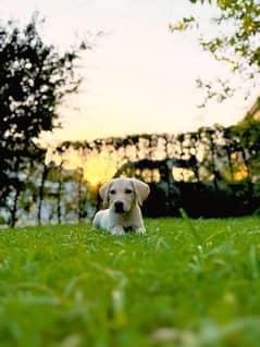 Labrador puppy male for sale