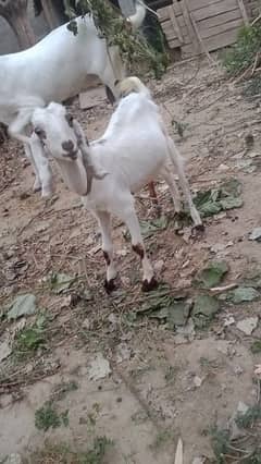 I want sale my goat kid 4 months