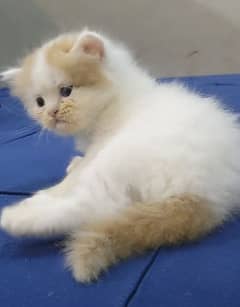 Quality bi-color kitten female
