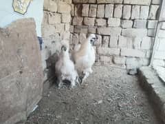 White silki quality pair urjent for sale.