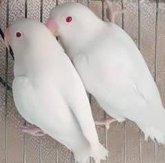 Red eyes Albino healthy and active mashallah